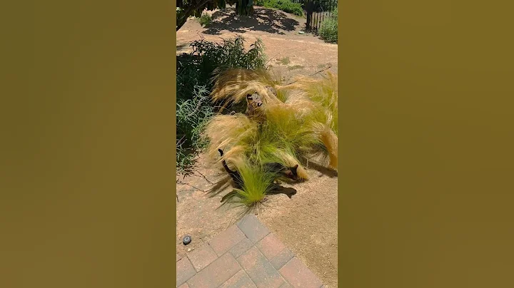 Watch the video about King the Serval and Tiger the Savannah Cat what do you think about that grass compa!