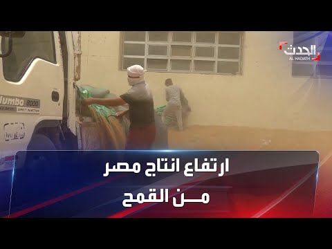 ارتفاع إنتاج مصر من القمح إلى 10 ملايين طن هذا العام