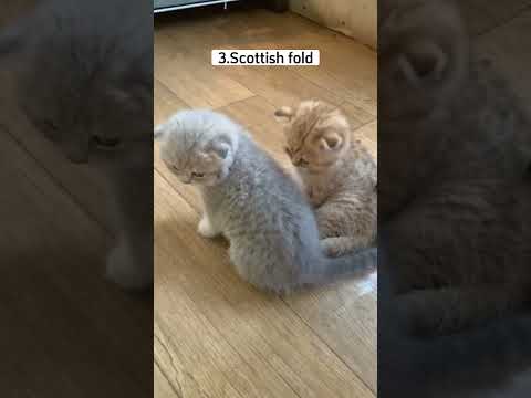 Dunia Kucing Peliharaan Panda Kecil | Baby Bus Game Bahasa Indonesia