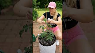 Grow Unlimited Tomatoes in Just One Bag! 🍅🌱 (Secret Soil Layering)