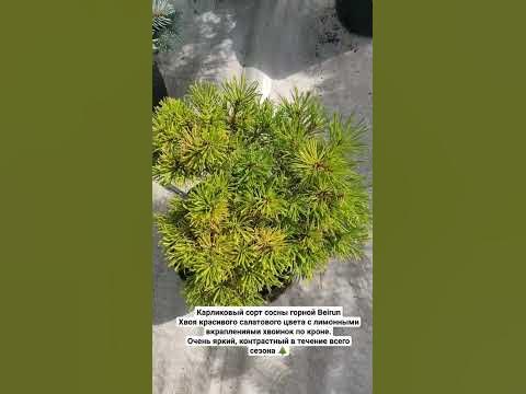 Очень яркая карликовая горная сосна Beirun. - YouTube