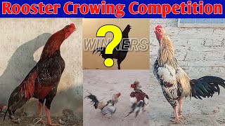 Aseel Mur Ki Azaan Aseel Rooster Sound Aseel Crowing