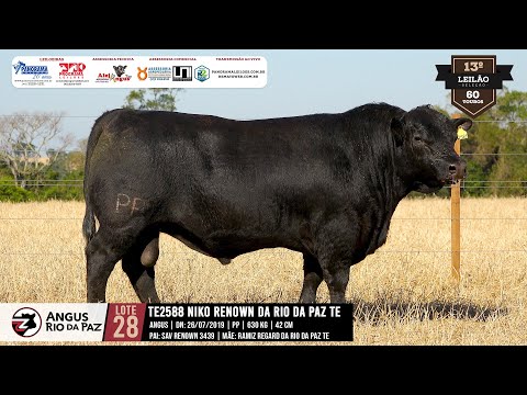 LOTE 28 2588 NIKO RENOWN DA RIO DA PAZ TE