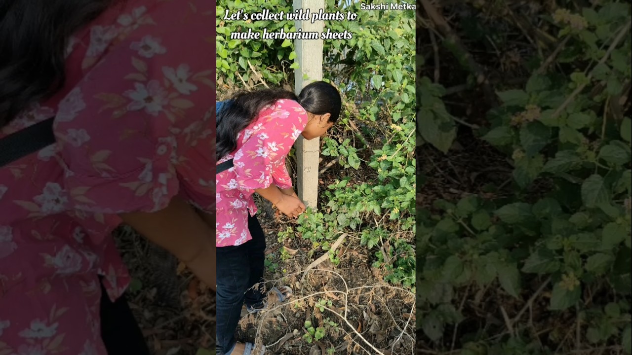 🤗Let's make herbarium sheets part 1 