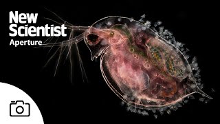 The microscopic beauty of plankton – and their predators