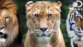 How Evolution Creates Hybrid Animals