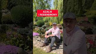 AZALIE i RODODENDRONY