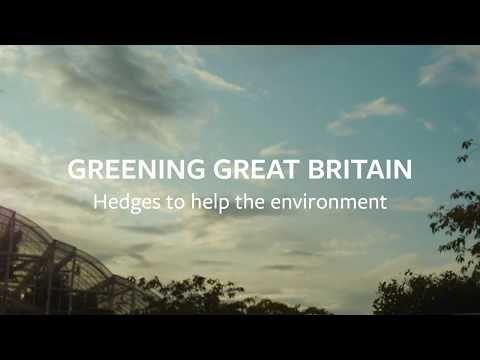 Video: Forebygging av hagehærverk – beskyttelse av hager langs fortau og planter i felleshage