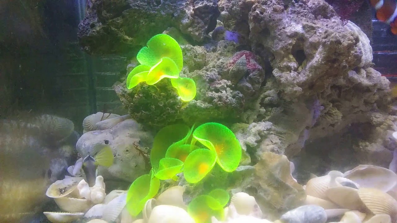 Saddle Valentini Puffer