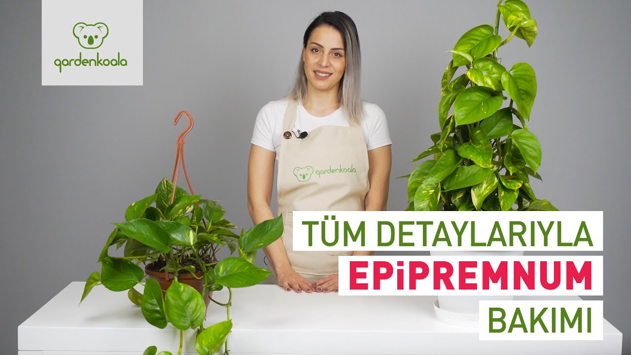 Epipremnum (Pothos Salon Sarmaşığı) Bakımı