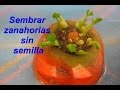 Como sembrar zanahorias sin semillas