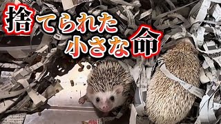 公園に捨てられた小さな命…【地域猫が繋いだ命のバトン】