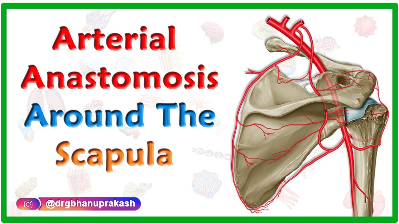 arterial anastomosis around the scapula upper limb gross anatomy anastomosis