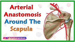 Arterial Anastomosis around the Scapula - Upper limb gross anatomy usmle step 1 videos