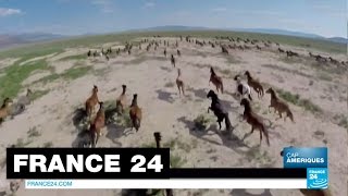 États-Unis : Les Mustangs, ces chevaux sauvages mystiques, cauchemar des agriculteurs