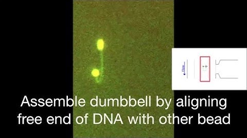 Mechanics and Single-Molecule Interrogation of DNA Recombination: Supplemental Video 9