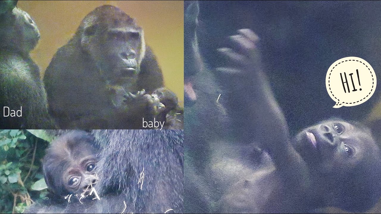 Tiny Baby Gorilla is Curious about the Big Silverback | Momotaro