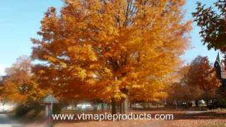 Vermont Fall Foliage Leaves Season 2009