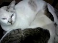pelik kucing besar masih menyusu..