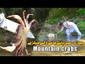 Crabs found in the hills