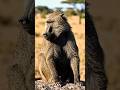 usa baboon#Shorts #YouTubeShorts #AIAnimation #Animation #ViralShorts #Trending #FunnyAnimation #USA