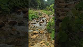 Shooting gentle river flowing sounds with calm bird song sounds riversounds asmrsounds nature