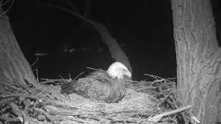 Decorah Eagles 12 30AM  Closeup eggs and Mom gets spooked 04 02 2019