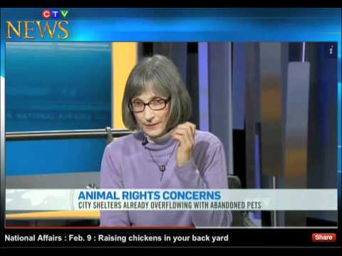 AAC Director Liz White on backyard chickens advocacy ne demek