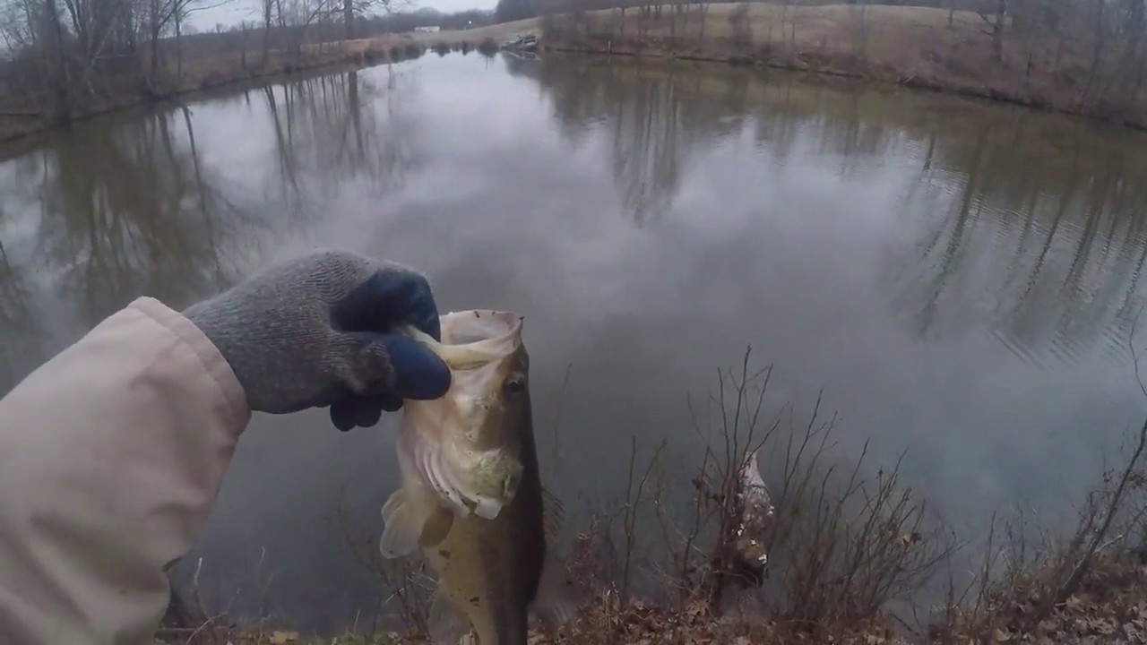 2 Small Bass at private pond catch and release fishing YouTube