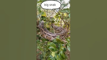 wild python climbing tree #python #shorts #snake #jungle_adventure_vlog