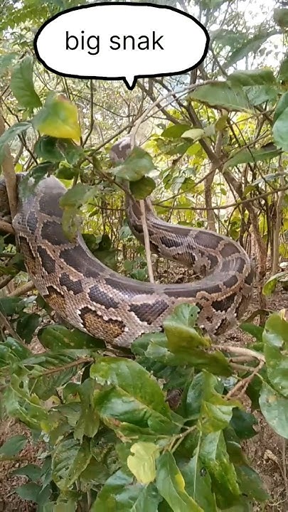 wild python climbing tree #python #shorts #snake #jungle_adventure_vlog ...
