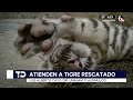 Tigre rescatado en Tlajomulco mantiene buena evolución en recuperación