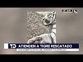Tigre rescatado en Tlajomulco mantiene buena evolución en recuperación