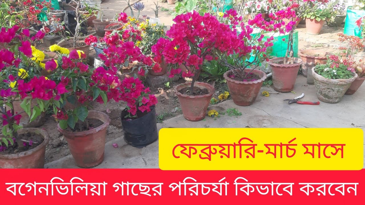 ফেব্রুয়ারি-মার্চ মাসে বগেনভিলিয়া গাছের পরিচর্যা || Bougainvillia plant care February
