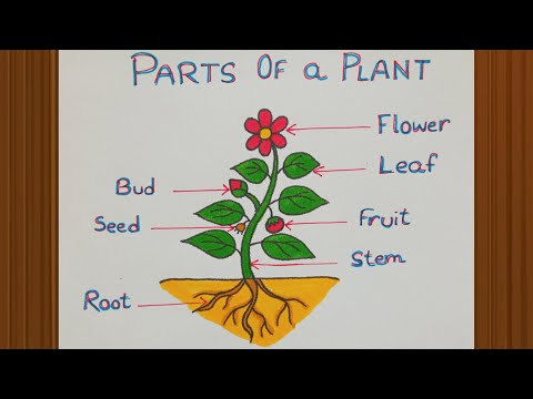 Parts of a plant drawing / How to draw different parts of a plant