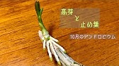 1月のデンドロビューム 花芽が出そろってきました Youtube
