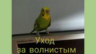 Уход за попугаем Уход за попугаем