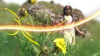 Bajo La Sombra De Tus Alas - Mi Alma Se Esta Ministerio Vida