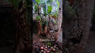 Relaxing Rainfall and Thunder, Walking in the Rain ASMR (Nomadic Ambience)