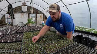 COULD OUR BIGGEST PEPPER HARVEST JUST BE GETTING STARTED by The Veggie Boys 61,062 views 3 weeks ago 21 minutes