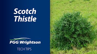 Scotch Thistle | PGG Wrightson Tech Tips