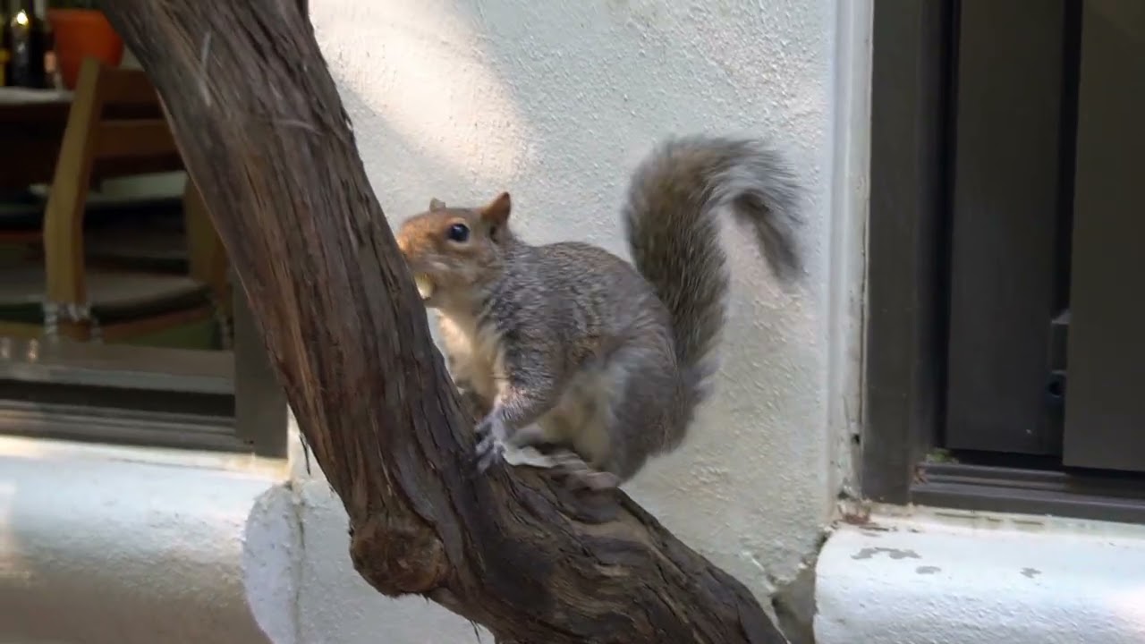 Cutest Table Crasher: Squirrel Stops By for a Visit