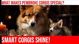 Intelligence of Pembroke Welsh Corgis: Why They're Exceptional!