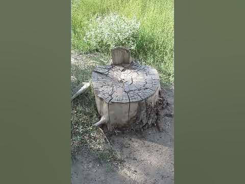 Вот это пень - на нём сидят. На этом пне ещё едят. - YouTube