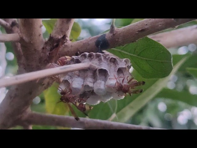 wasp hive and tataiya ka chhatta class=