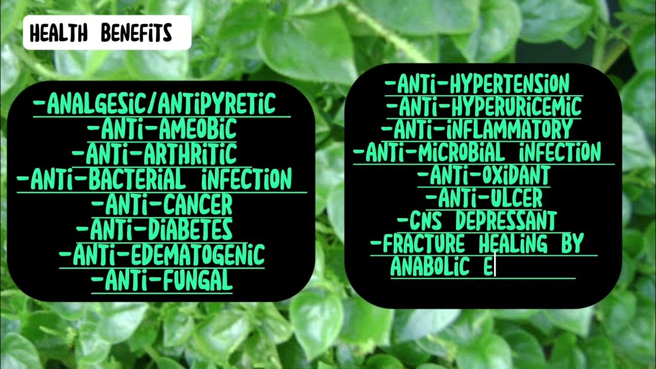 PREPARING HERBAL MEDICINE USING “ULASIMANG BATO” A DOH APPROVED