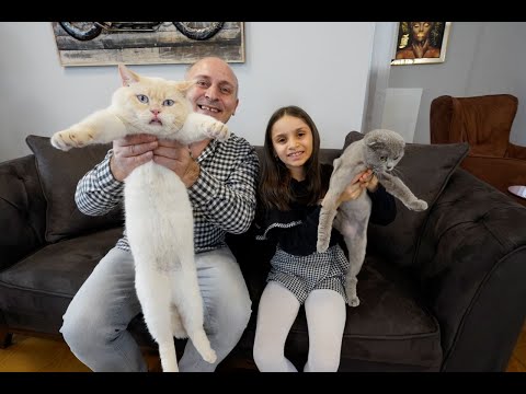 KEDİMİZ PAMUK AMELİYAT OLDU! LİNA'YA VE TARÇIN'A SÜRPRİZ EVİMİZE DEV KEDİ GELDİ