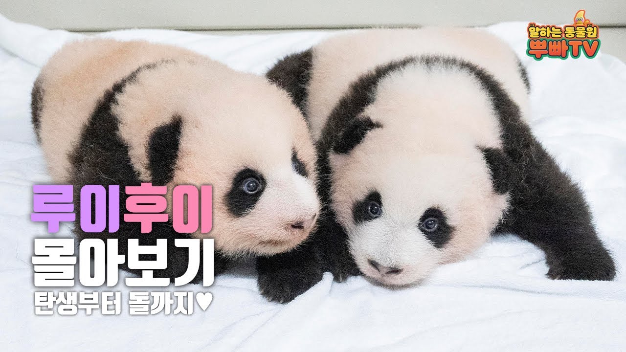 언제 이렇게 컸니? 루이바오와 후이바오의 1년 돌아보기💜🐼🐼🩷