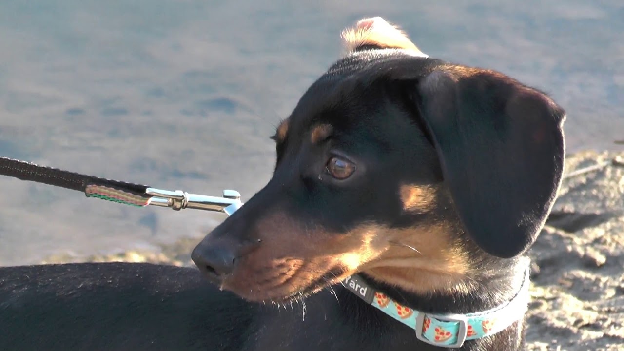 Dachshund By The River