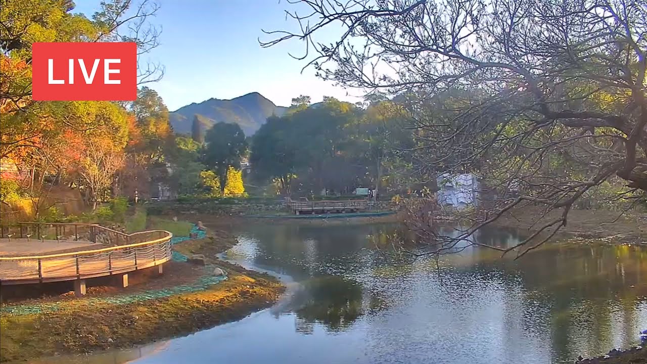 Jiaobanshan Eco Pond Live Cam 角板山生態池即時影像 Youtube